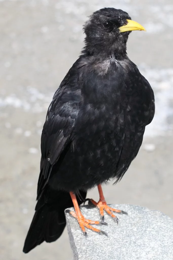 Chocard à bec jaune