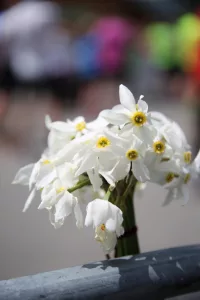 Narzisseblume Narzissenfest 2017. Narzisseblume